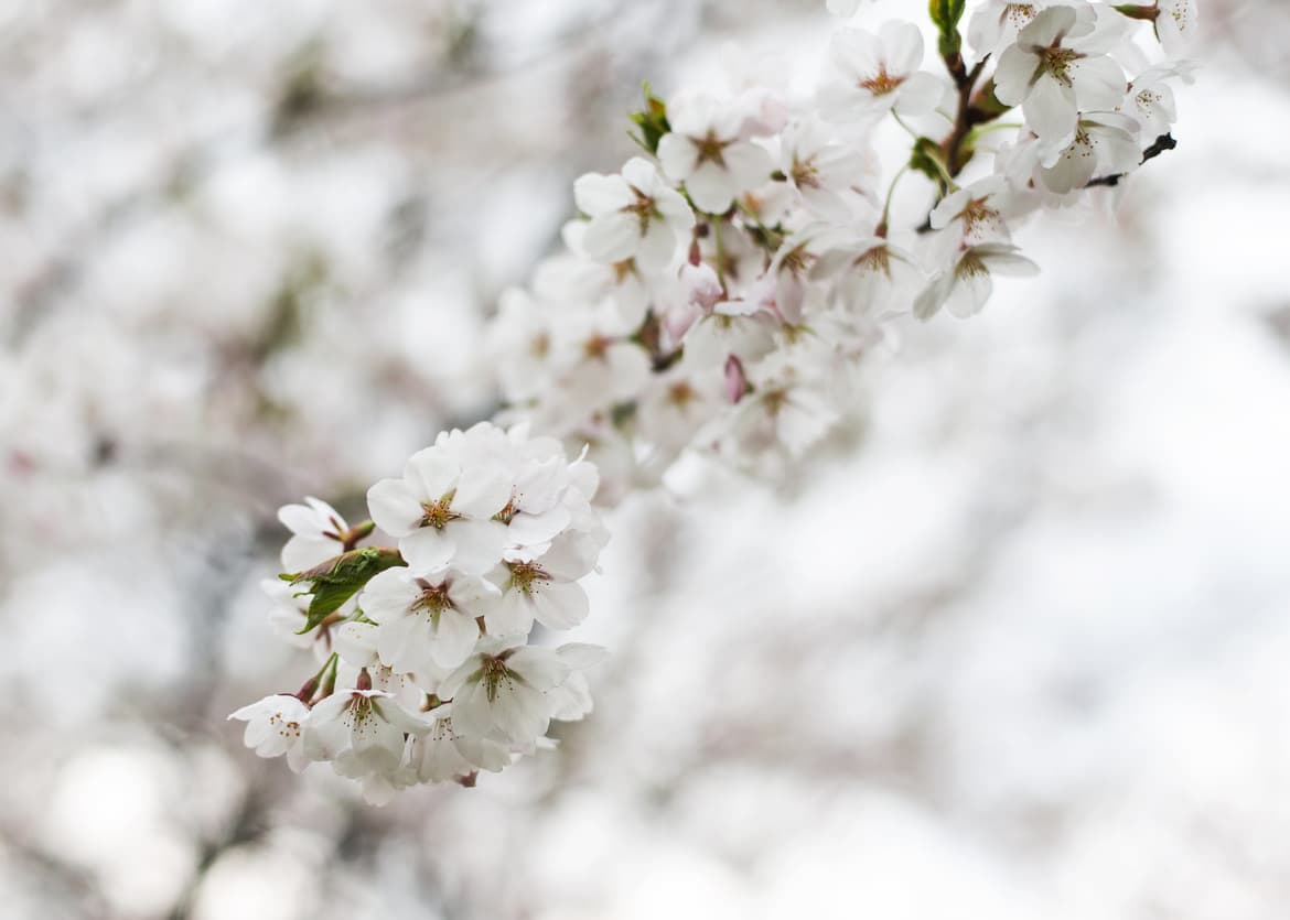 blossoming-cherry-tree.jpg